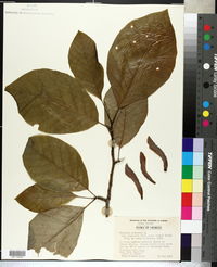 Magnolia acuminata var. acuminata image