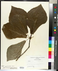 Magnolia tripetala image