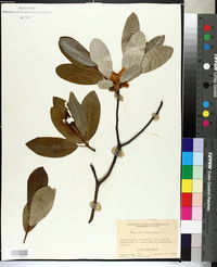 Magnolia virginiana image