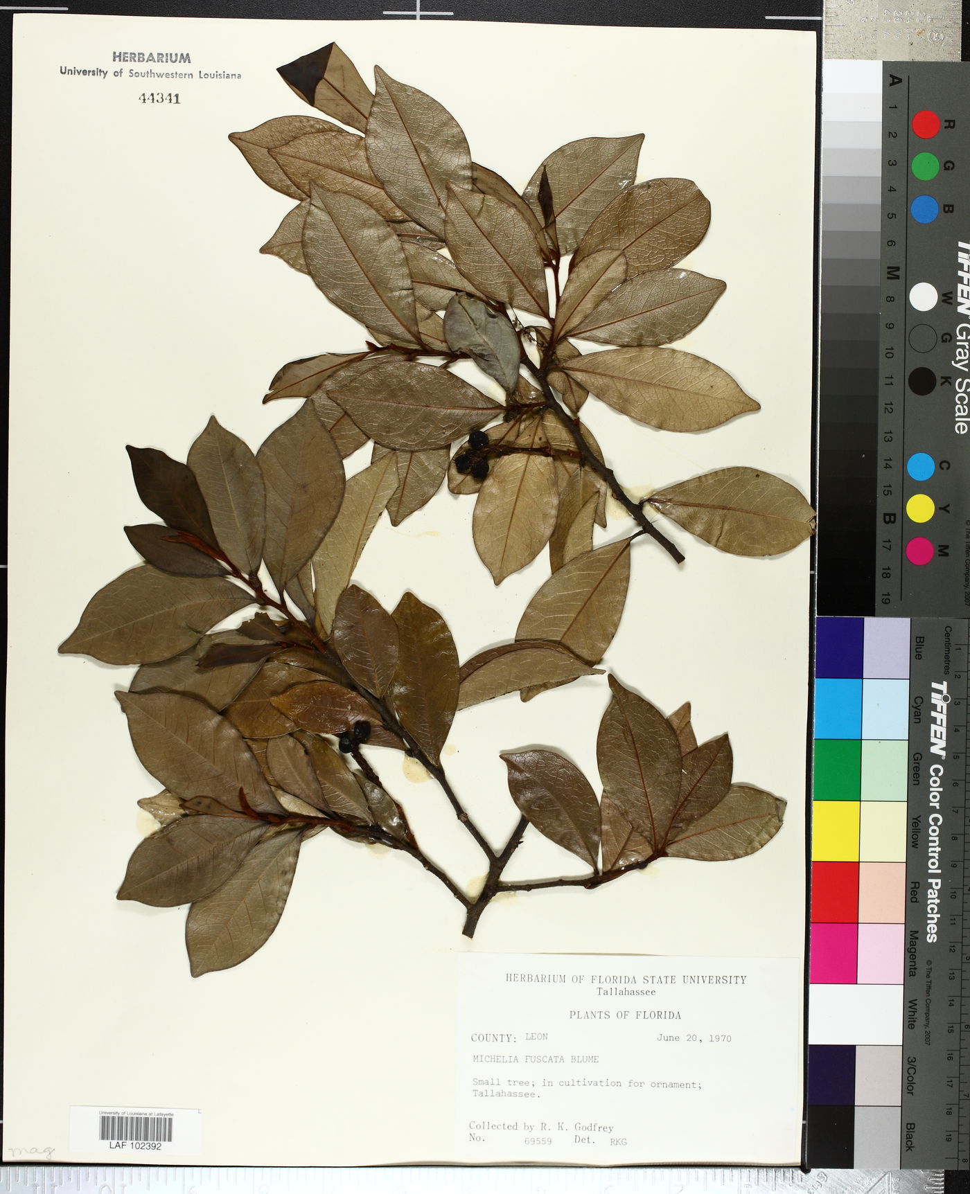 Magnolia figo image