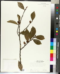 Magnolia figo image