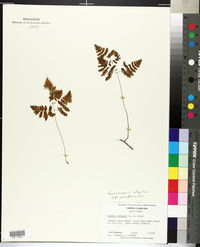 Woodsia ilvensis image