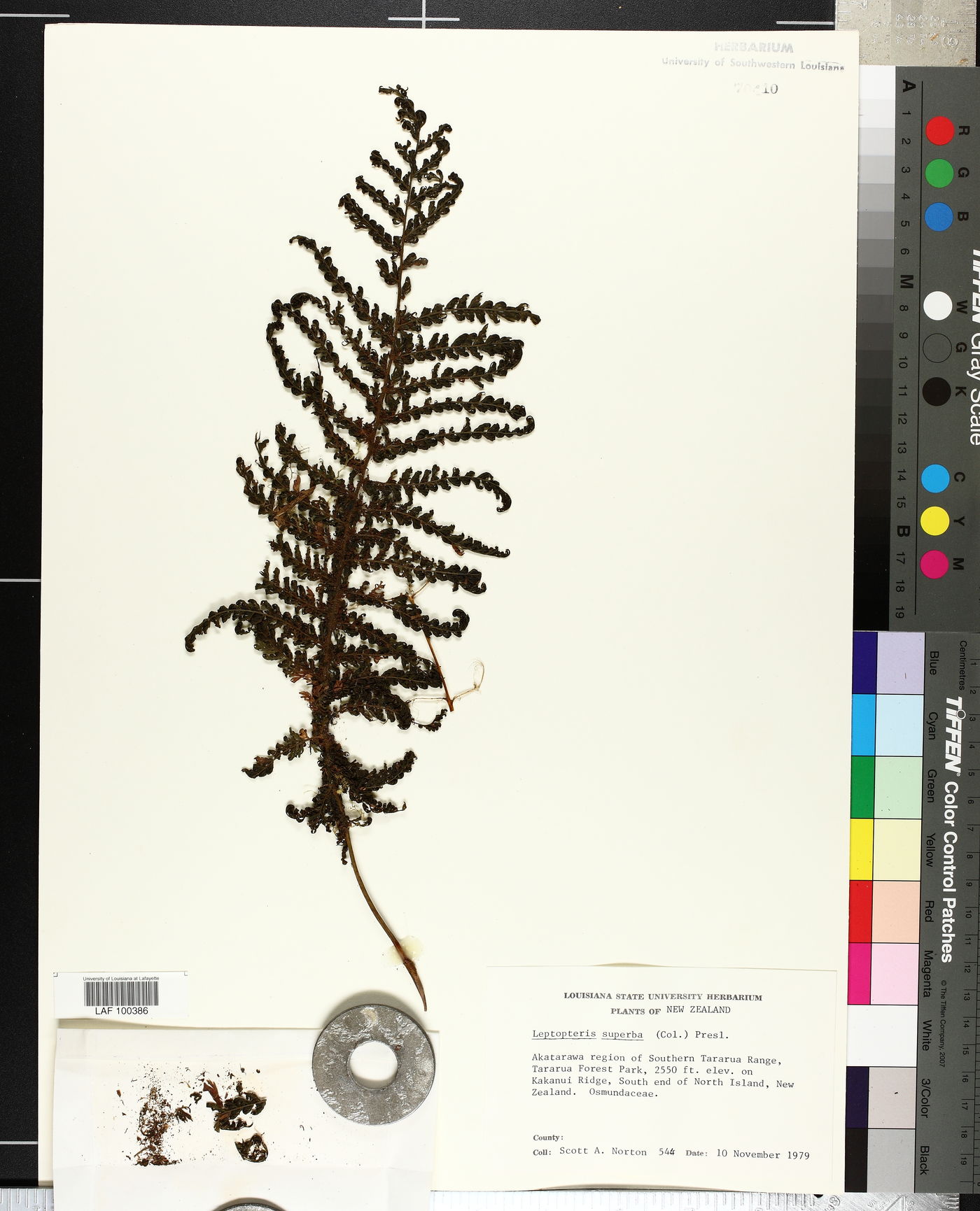 Leptopteris superba image