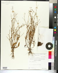 Ranunculus pusillus image