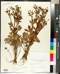 Ranunculus sardous image