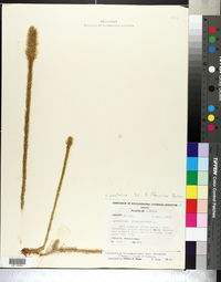 Lycopodiella alopecuroides image