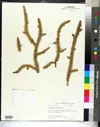 Lycopodiella alopecuroides image