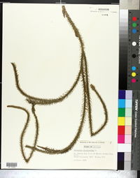 Lycopodiella alopecuroides image