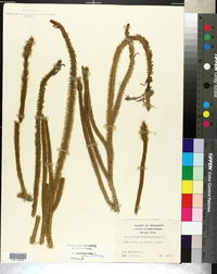 Lycopodiella alopecuroides image