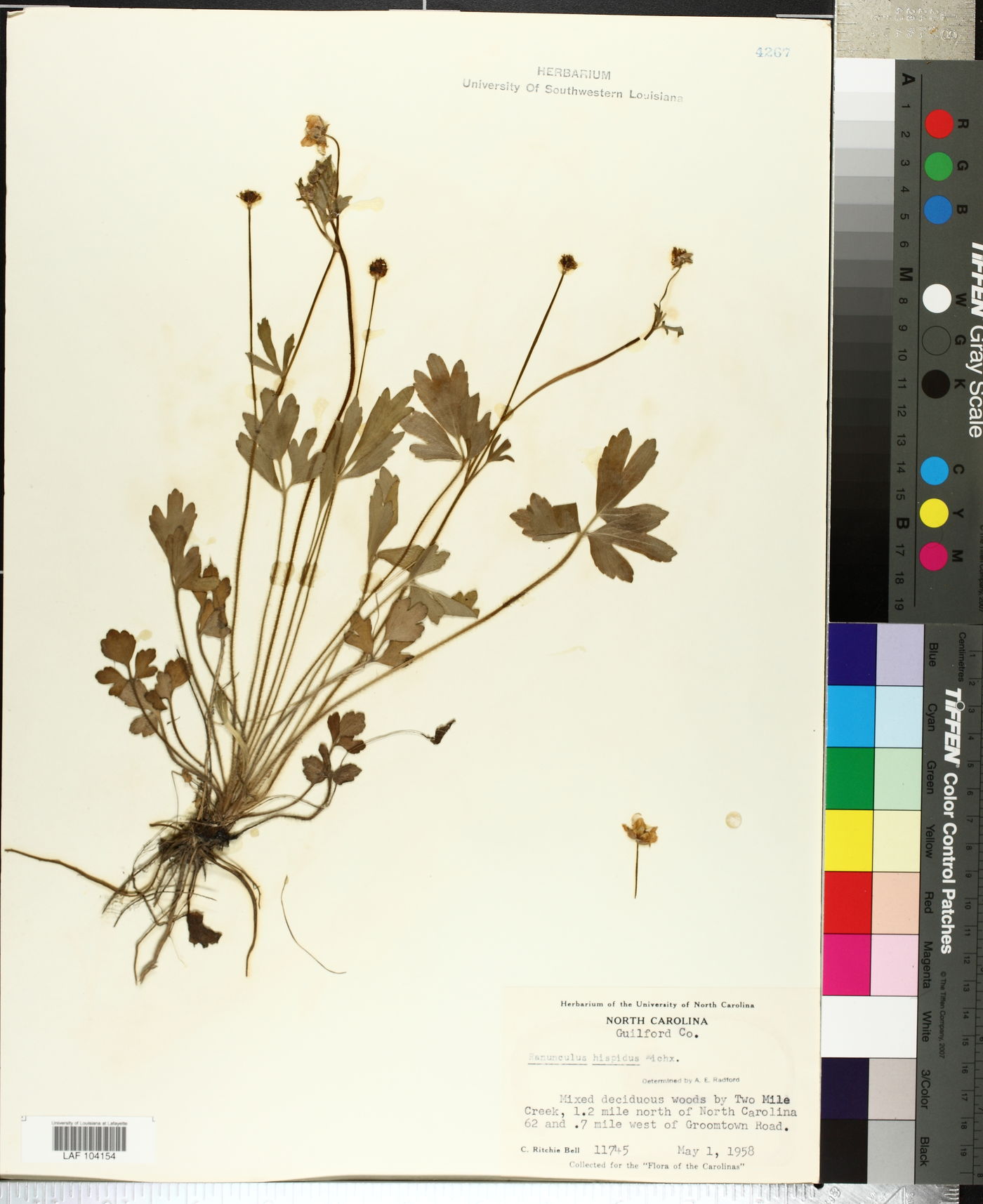 Ranunculus foliosus image
