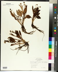 Ranunculus lindheimeri image