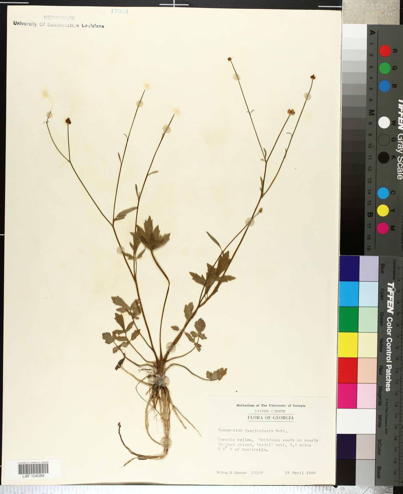 Ranunculus muricatus image