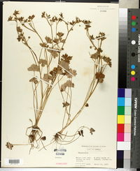 Ranunculus pusillus image