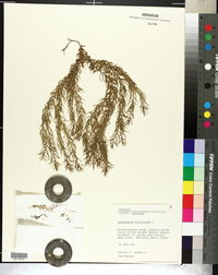 Image of Lycopodium linifolium