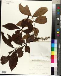 Carya texana image