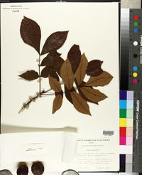 Carya texana image