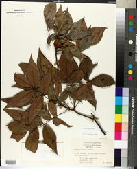 Carya texana image