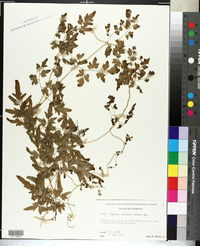 Lygodium japonicum image