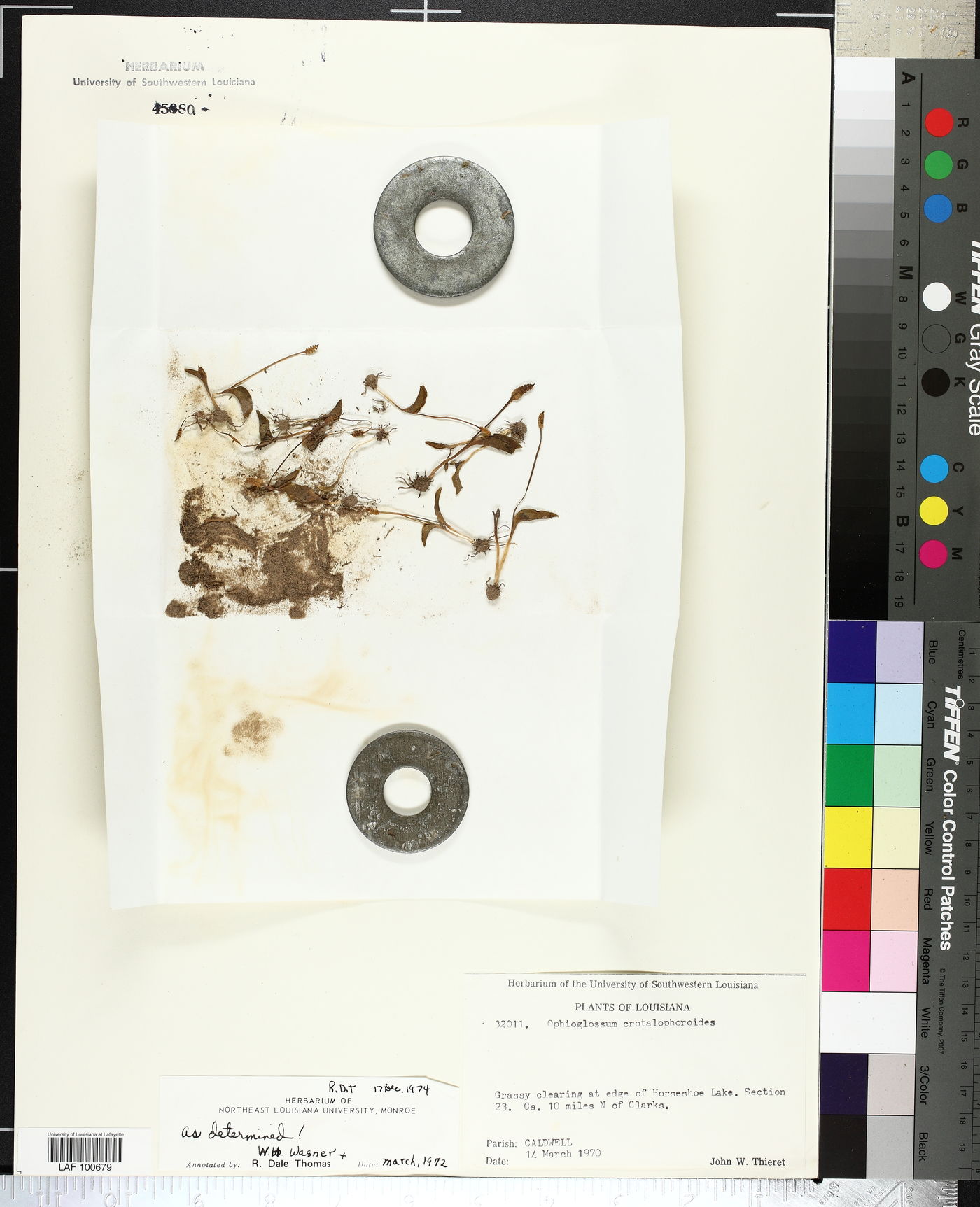 Ophioglossum crotalophoroides image