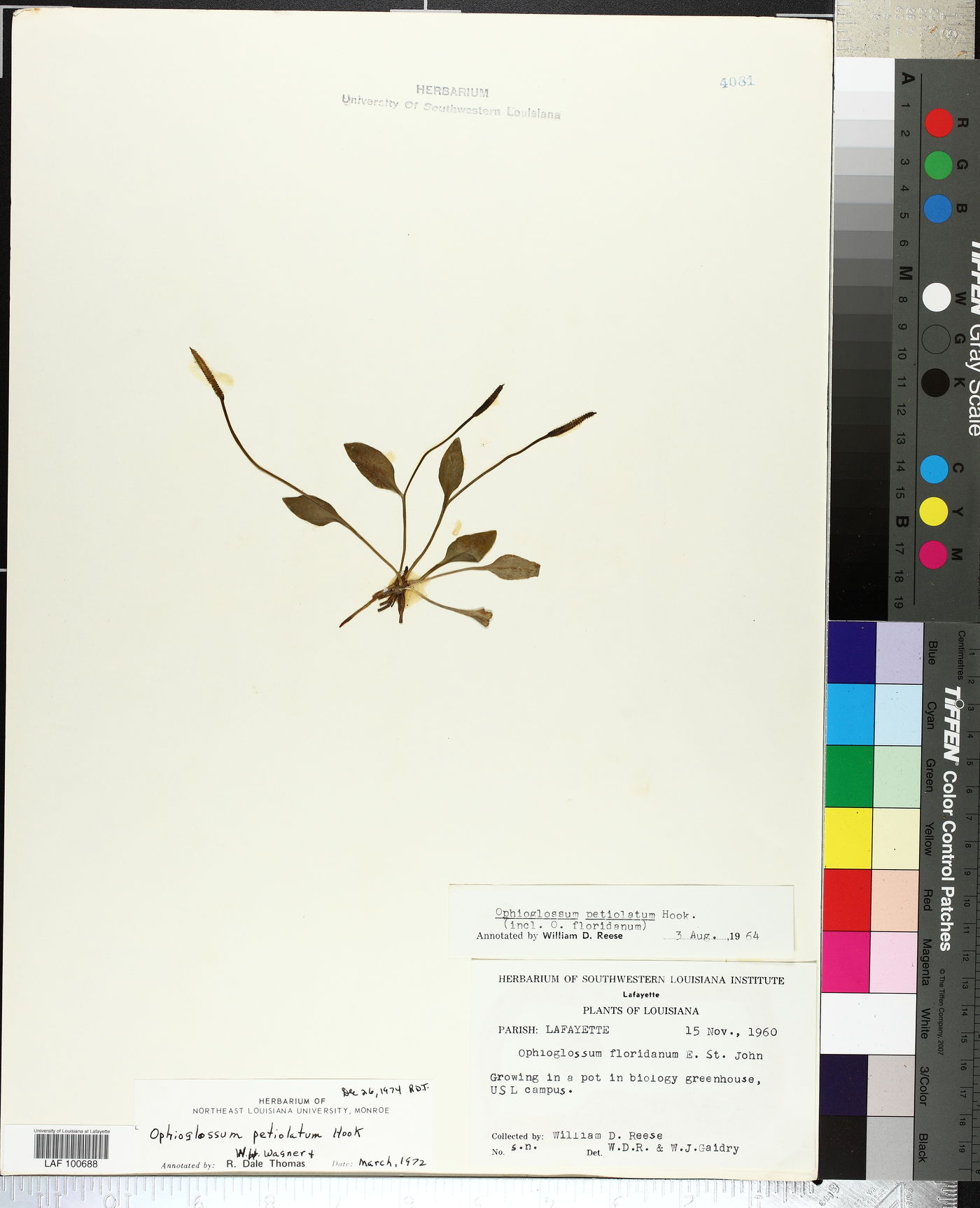 Ophioglossum floridanum image