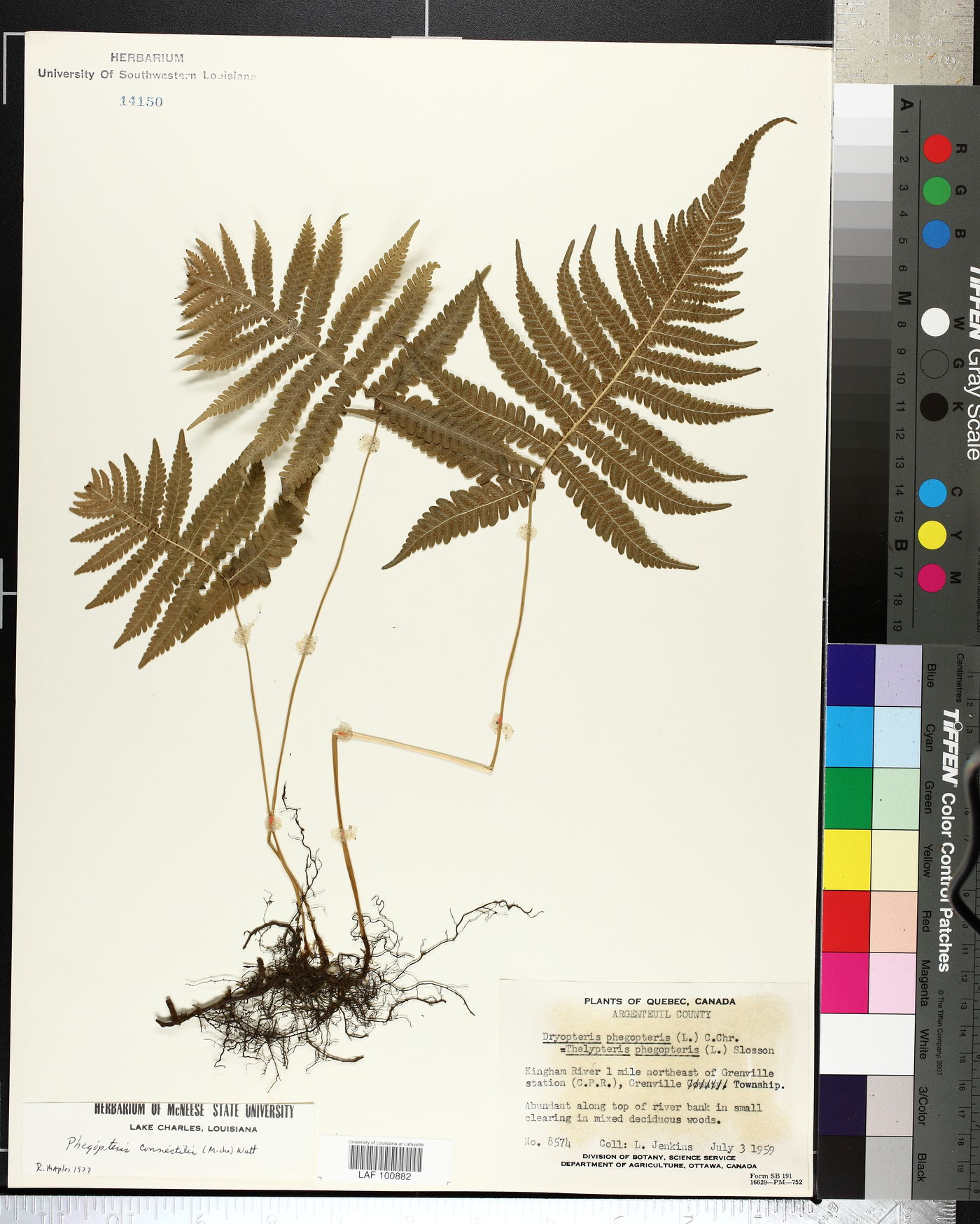 Phegopteris connectilis image