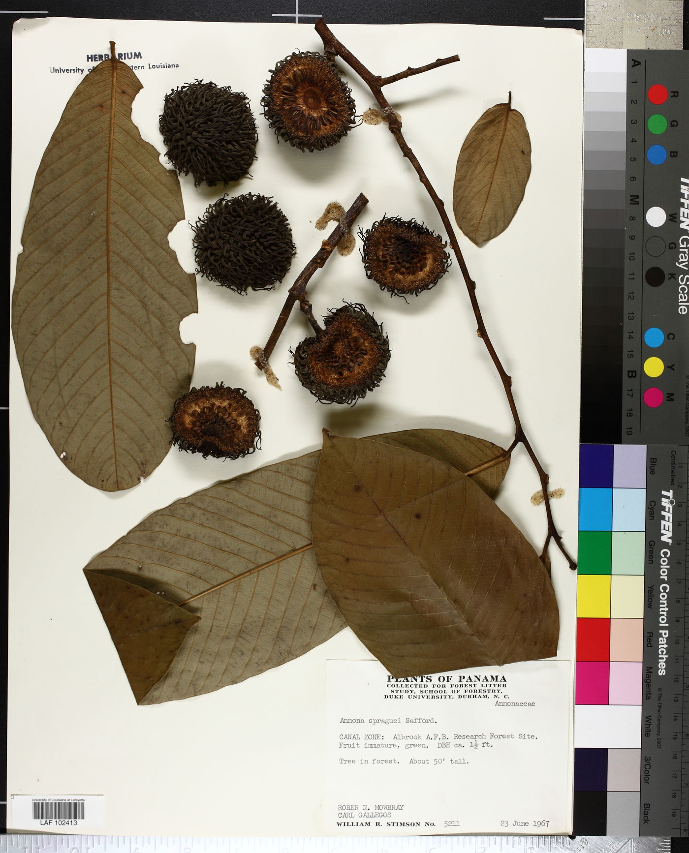 Annona spraguei image