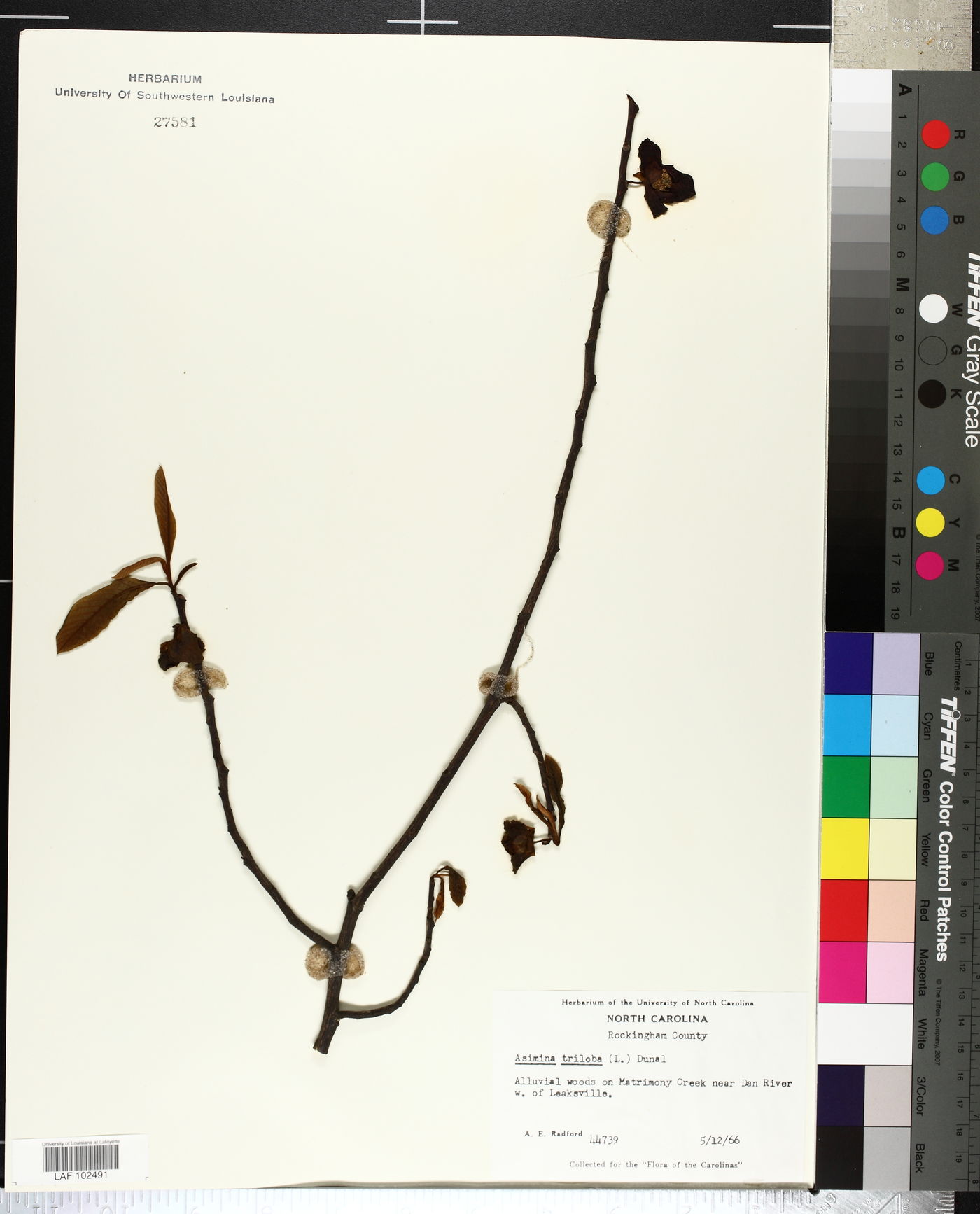 Asimina speciosa image