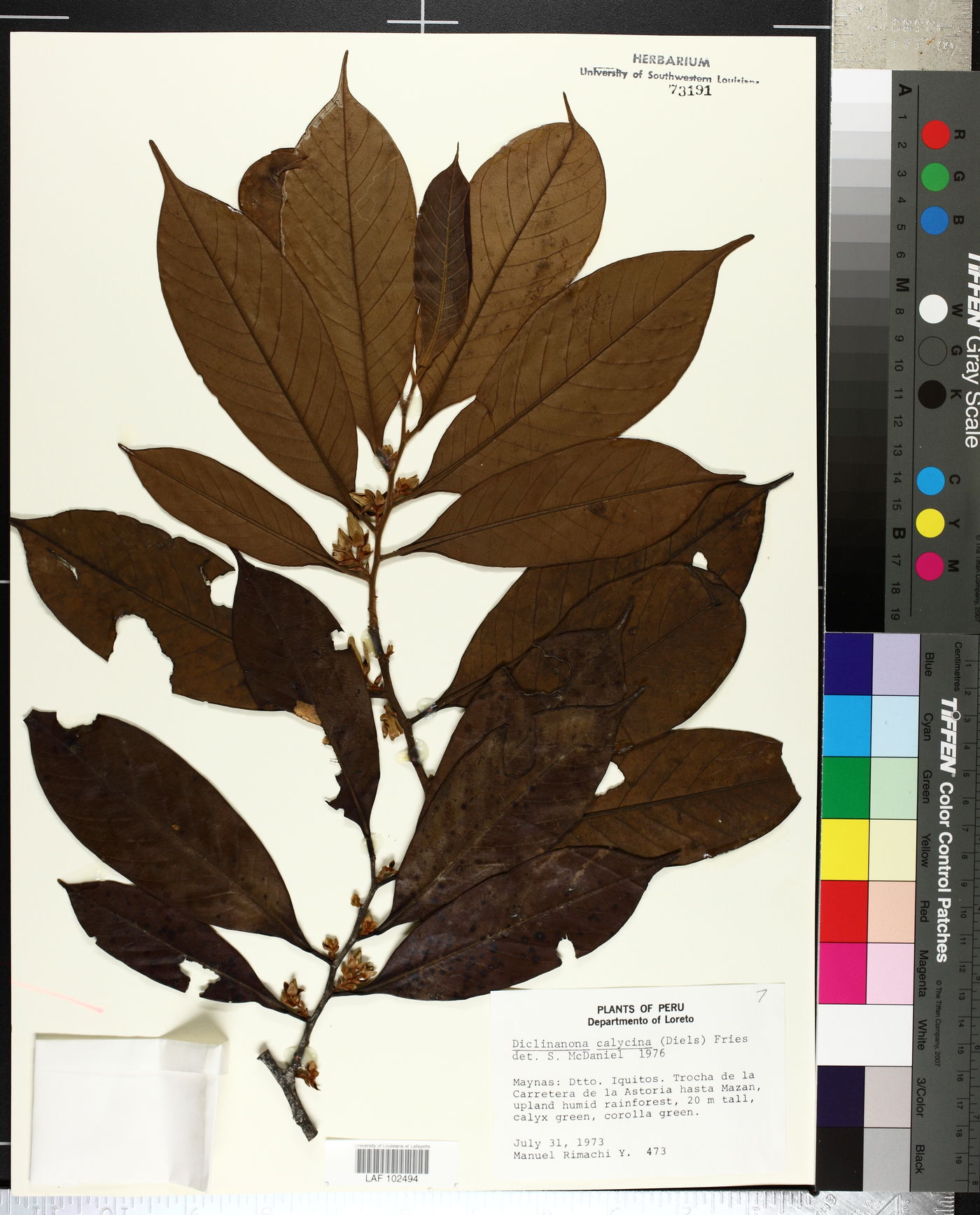 Diclinanona calycina image