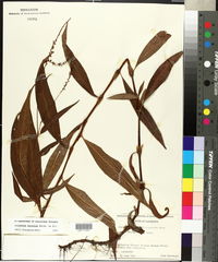 Polygonum setaceum image