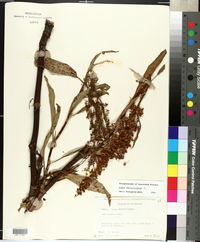 Rumex verticillatus image