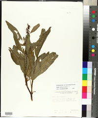 Rumex verticillatus image