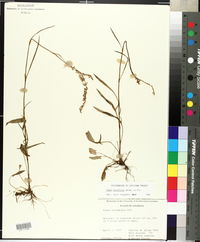 Rumex hastatulus image