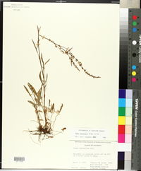 Rumex hastatulus image