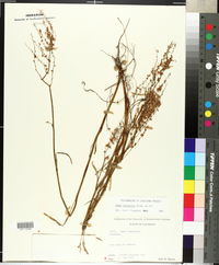 Rumex hastatulus image