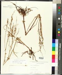 Rumex hastatulus image