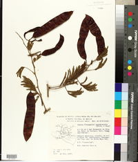 Image of Acacia acatlensis