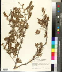 Image of Acacia acuifera