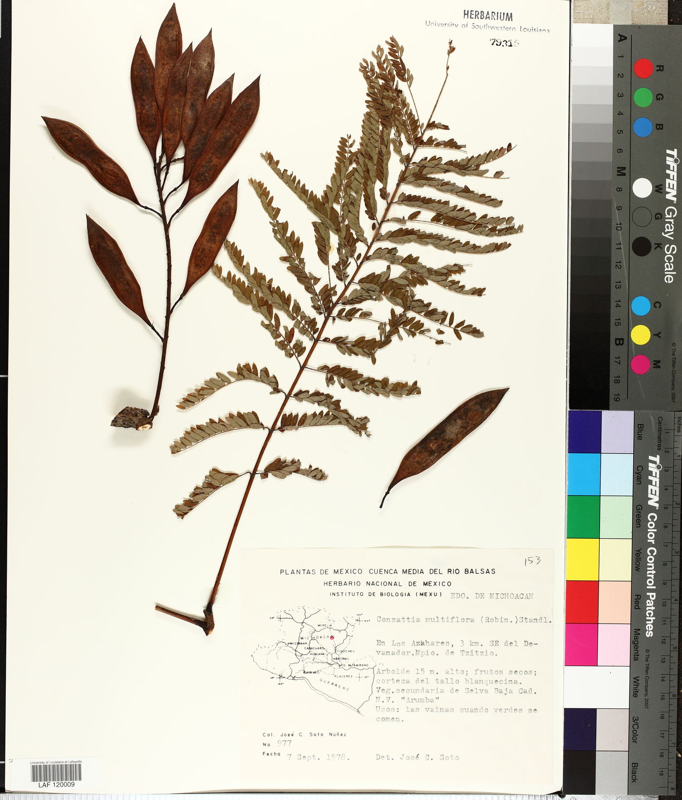 Conzattia multiflora image