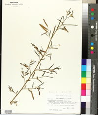 Aeschynomene indica image