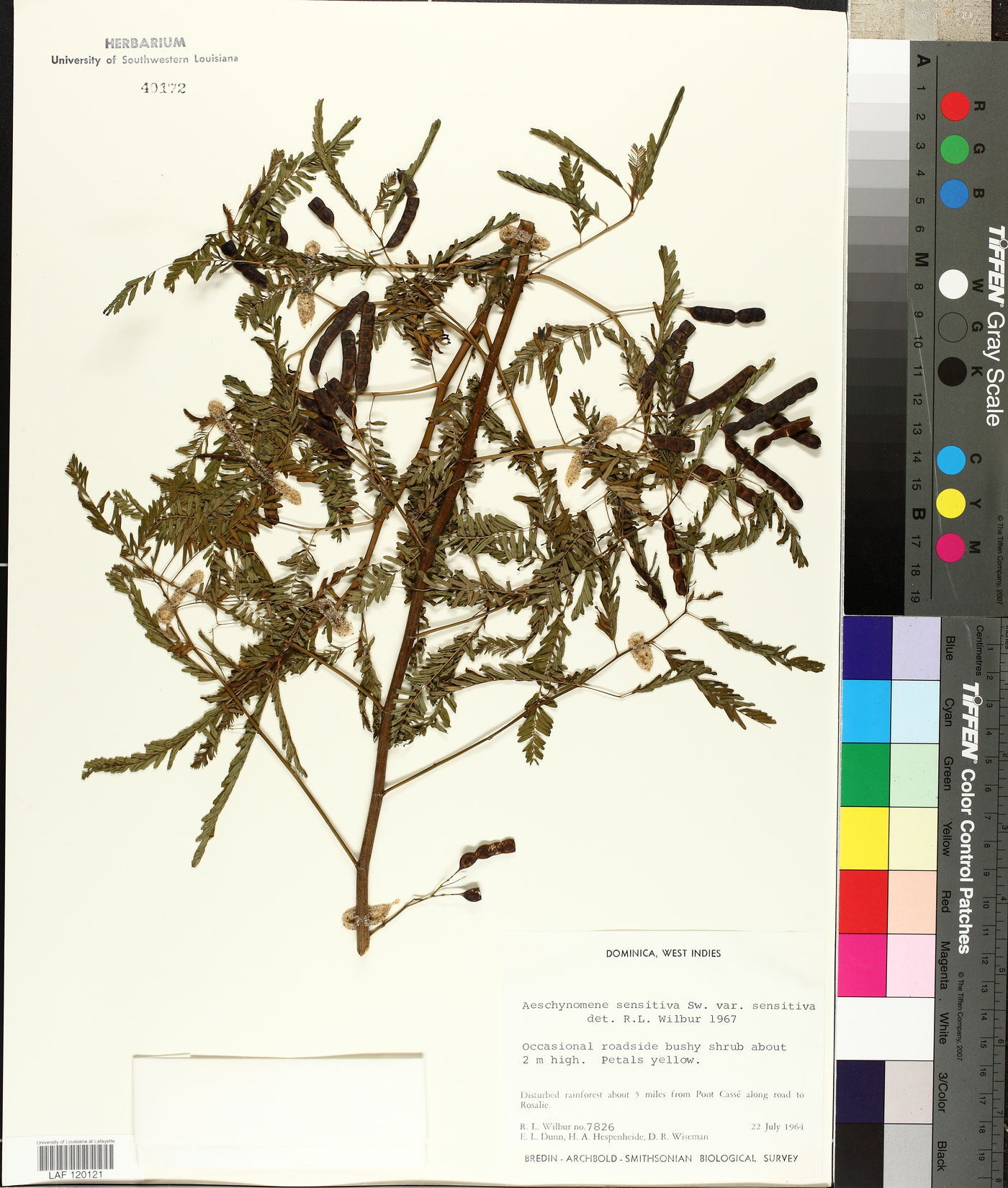 Aeschynomene sensitiva var. sensitiva image