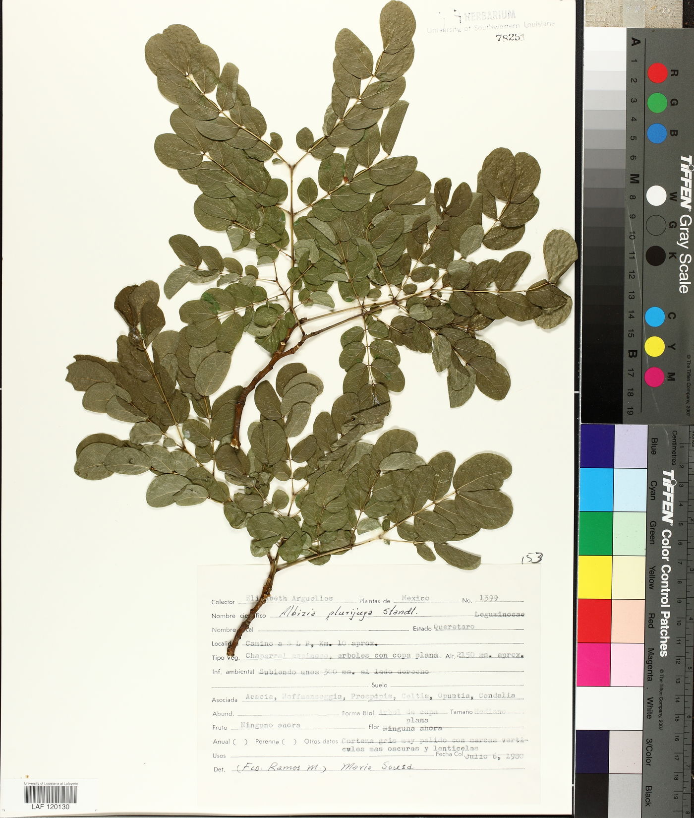 Hesperalbizia occidentalis image