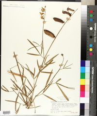 Crotalaria intermedia image