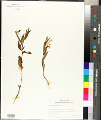 Crotalaria sagittalis image