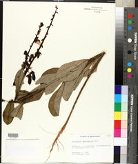 Crotalaria spectabilis image