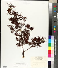 Acacia angustissima image