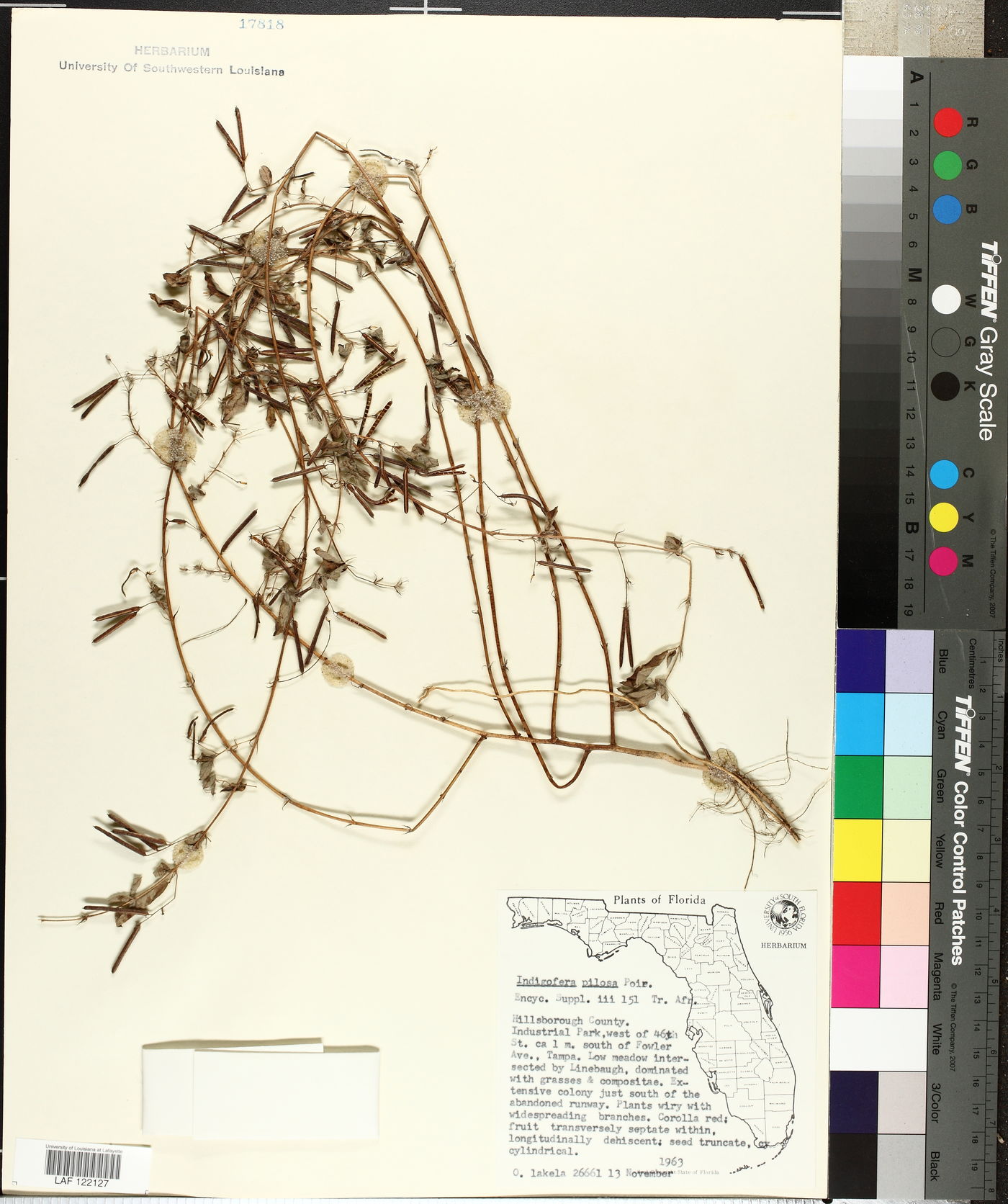 Indigofera pilosa image