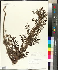 Indigofera suffruticosa image