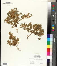 Lupinus concinnus var. agardhianus image