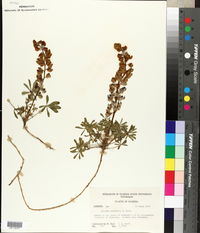 Lupinus nuttallii image