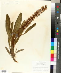 Lupinus villosus image